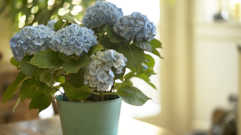 Potted indoor hydrangea