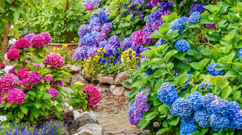 Multi-colored hydrangeas in garden