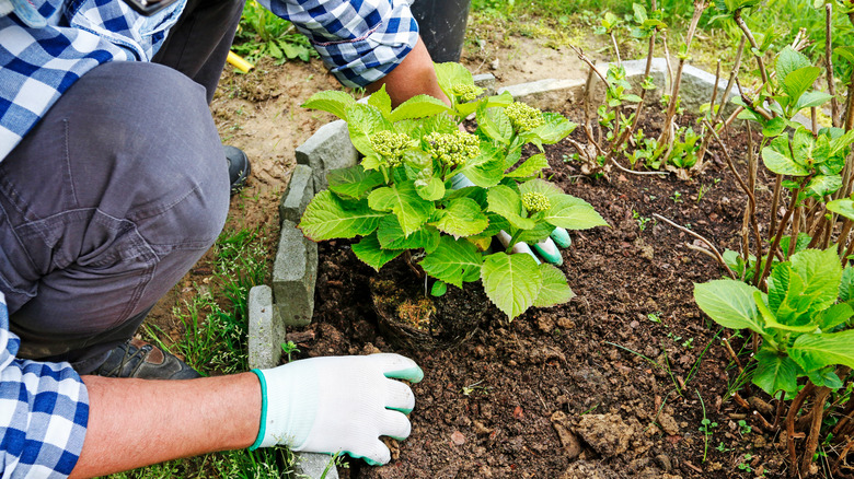 planted hydrangea