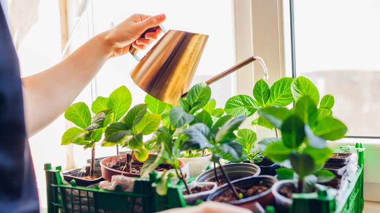 Watering hydrangea cuttings