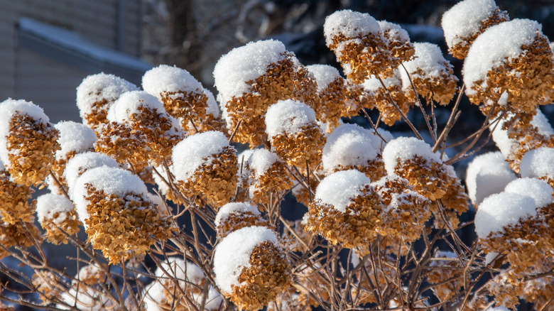 Dry hydrangea blooms with snow