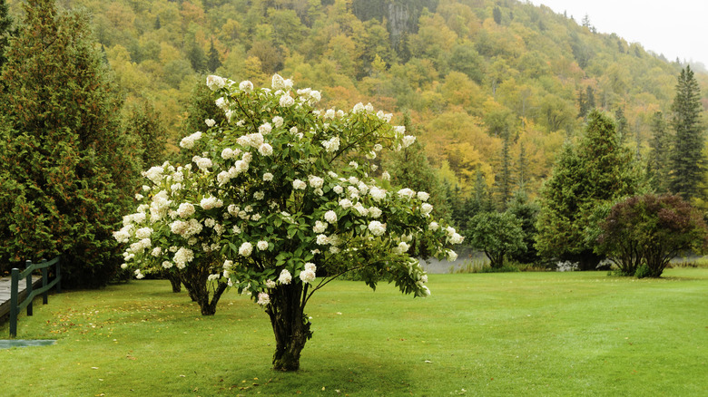 Hydrangea trained into tree