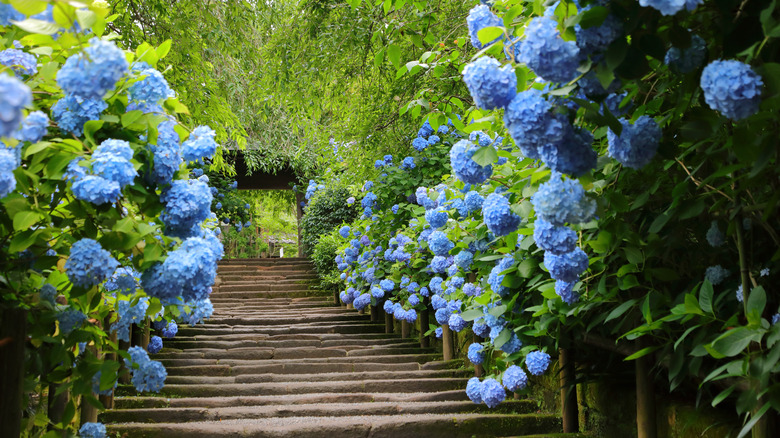 hydrangea pathway