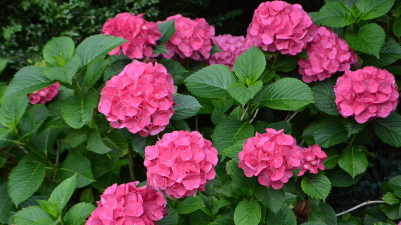 bigleaf hydrangea