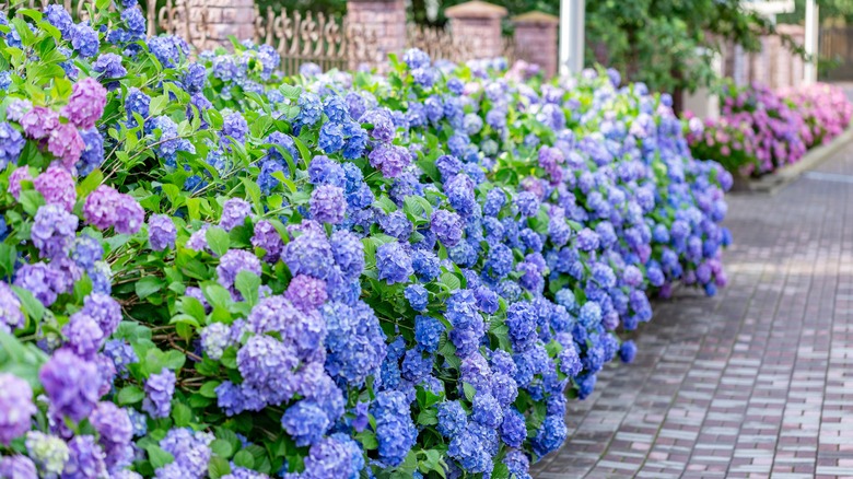 blue and pink hydrangeas