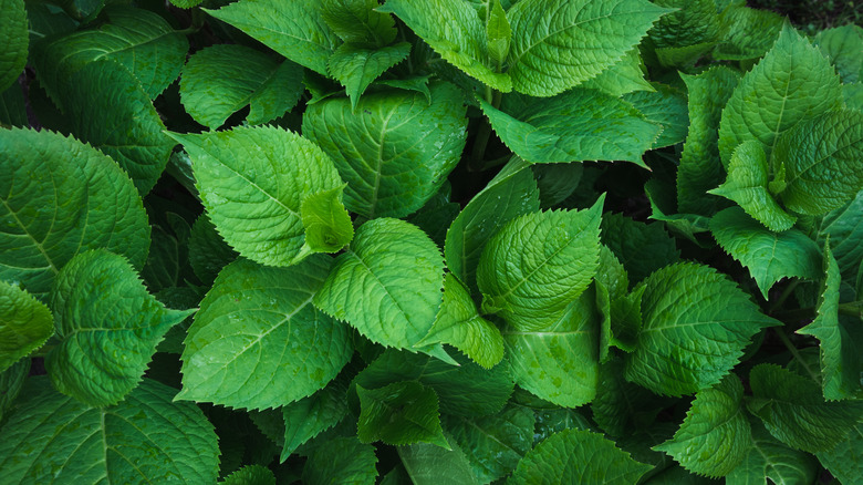 Hydrangea foliage