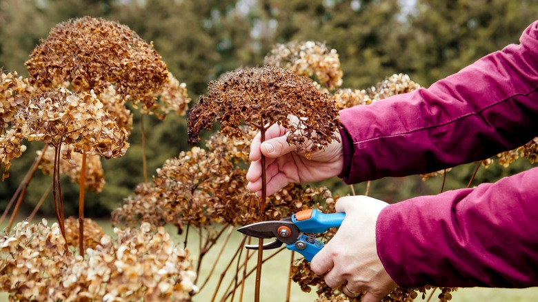 Deadheading old hydrangea blooms