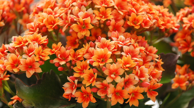 Orange kalanchoe blossfeldiana potted