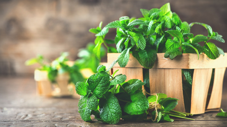 Wooden basket of fresh peppermint