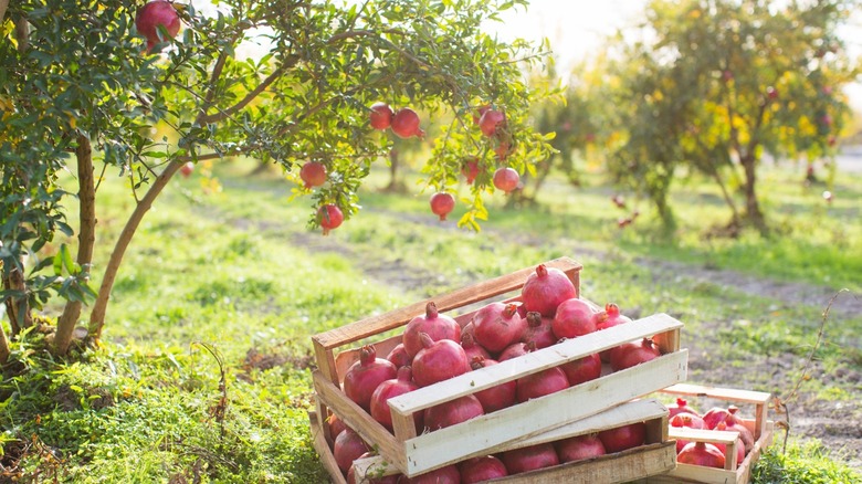 Pomegranate orchard with boxes of fruit