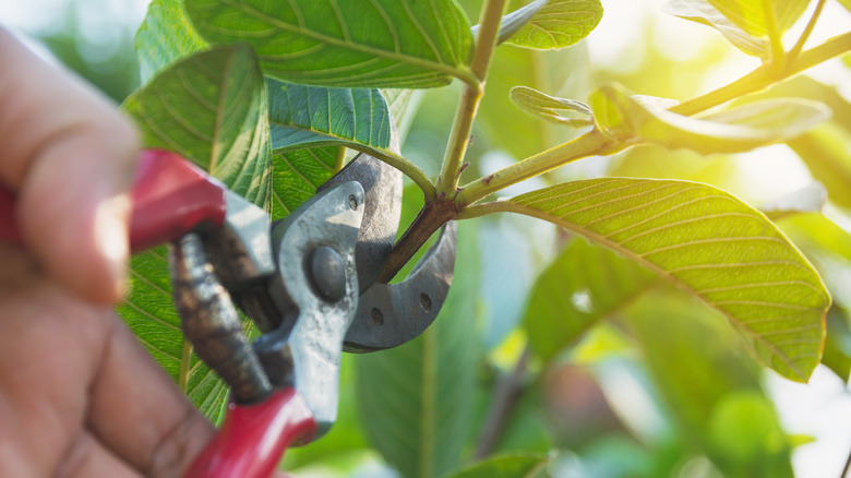 Gardener pruning flower plant