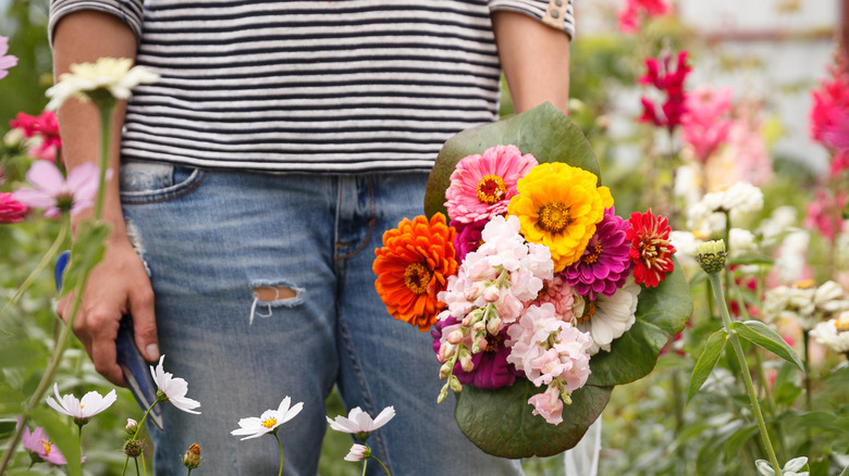 woman cutting snapdragon flowers