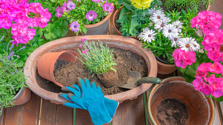 garden gloves and flower pots