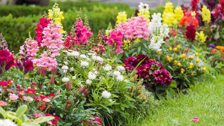 snapdragon border pink yellow white