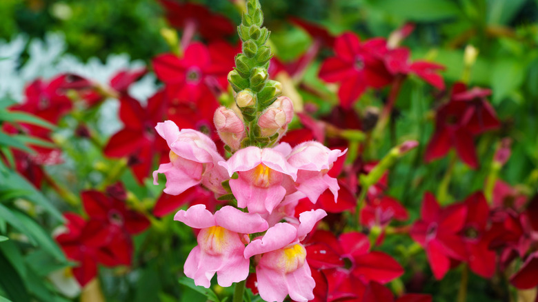 snapdragons colorful red pink yellow