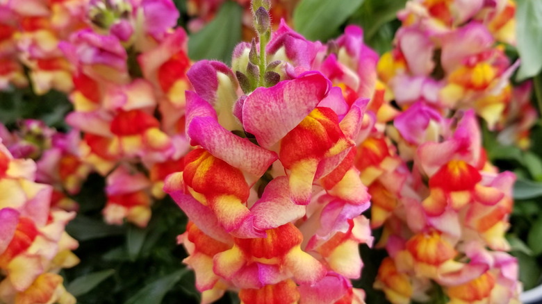 snapdragon sunset chantilly rocket varieties
