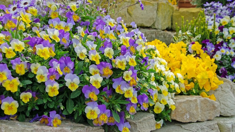 Violas planted among stone terraces