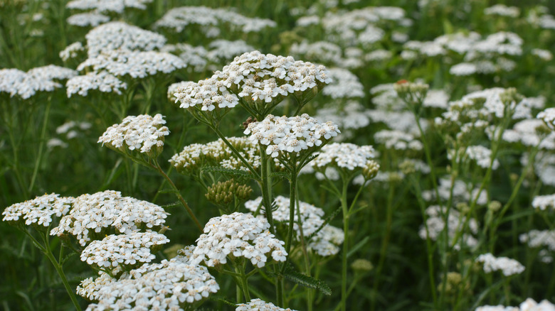 white yarrow plant