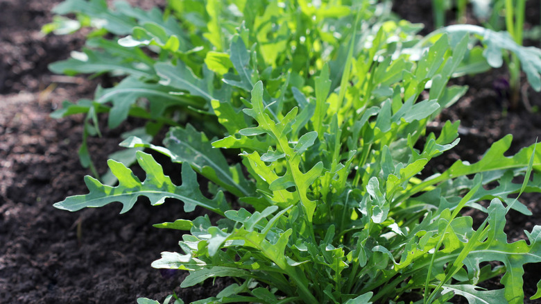 arugula grows in the fall garden
