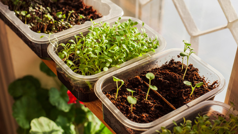 Microgreens growing in container by window