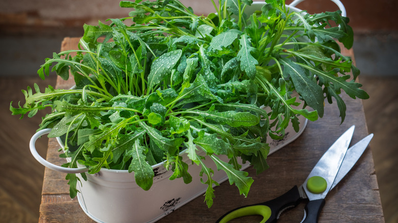 Arugula growing in a white metal container next to garden scissors