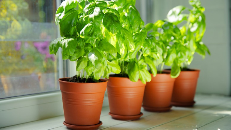 Basil in pots growing on a windowsill