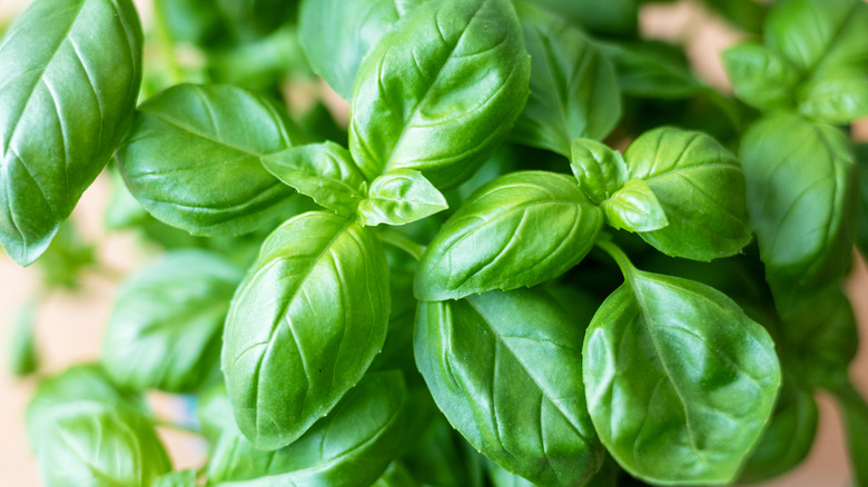 Basil plant up close