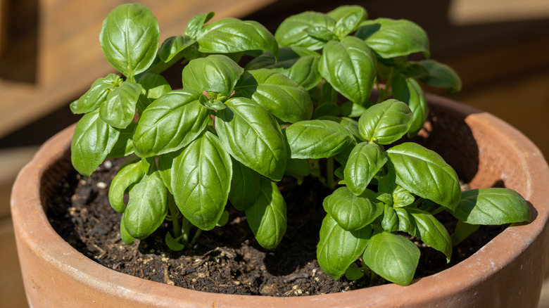 Basil plants growing in a terra cotta pot