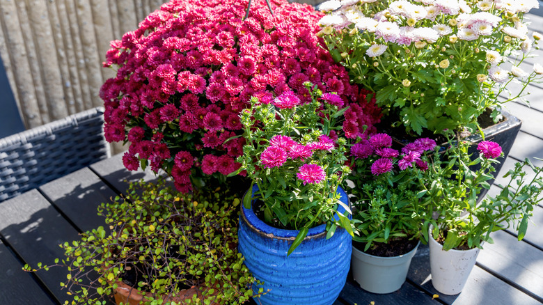 Overhead view of pink and white asters planted in blue and white pots