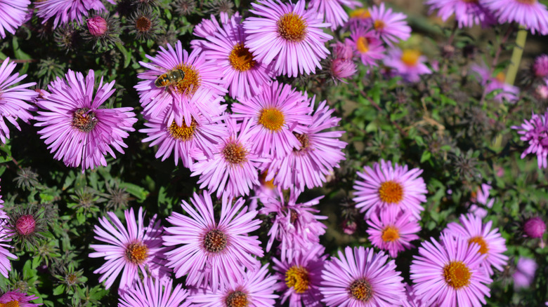 Pink aster flower with yellow centers and green foliage