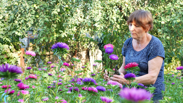 Woman with short brown hair and blue shirt pruning purple and pink asters