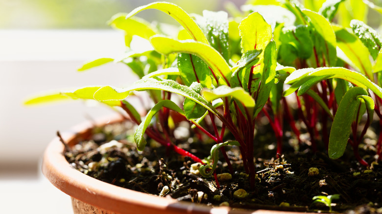 close up image of young beet shoots growing in a pot