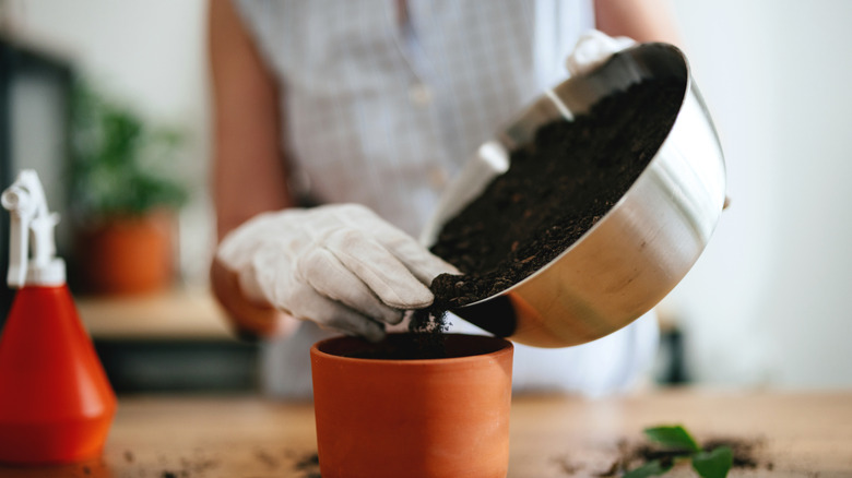 person planting seeds indoor pot