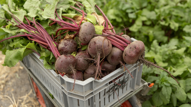 pile of freshly harvested beets inside a plastic container in a garden