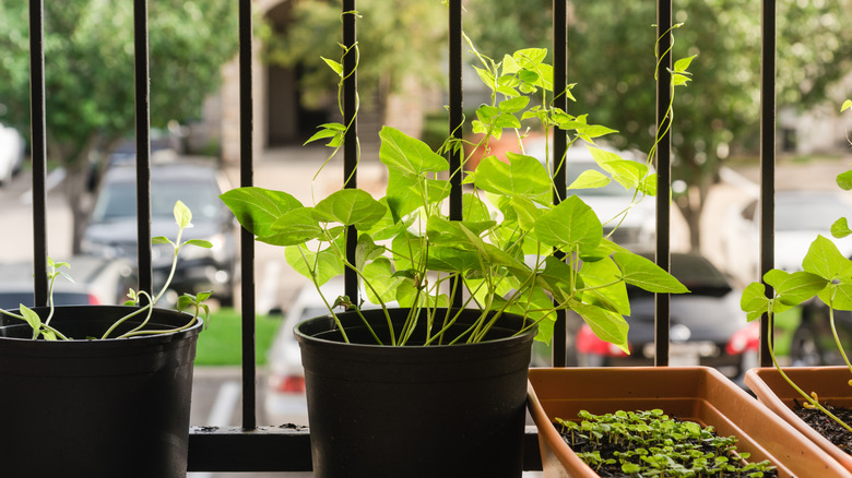 Pole beans growing in black plastic pots on a balcony.