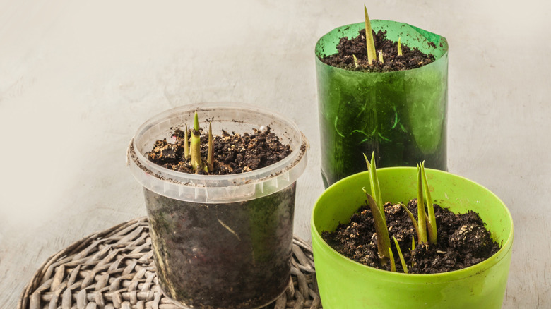 Sprouting calla lily bulbs in plastic pots and containers