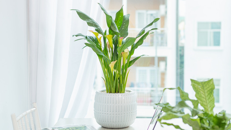 Calla lillies in a white decorative pot on a table near a window
