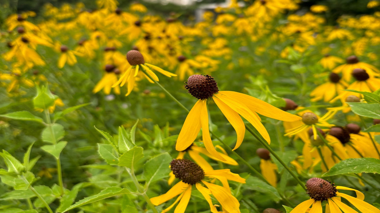 A field of yellow prairie coneflowers