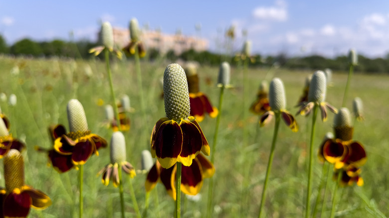 Large clump of Mexican hat wildflowers in a garden