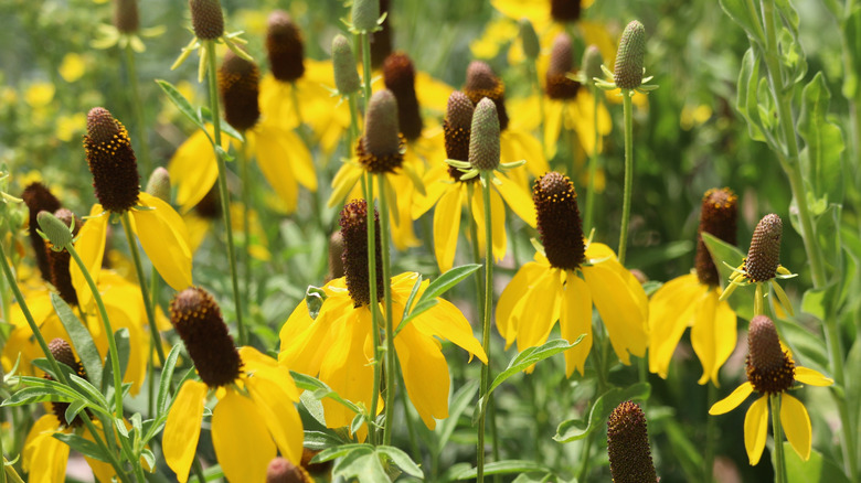 Flowering mass yellow Prairie Coneflower