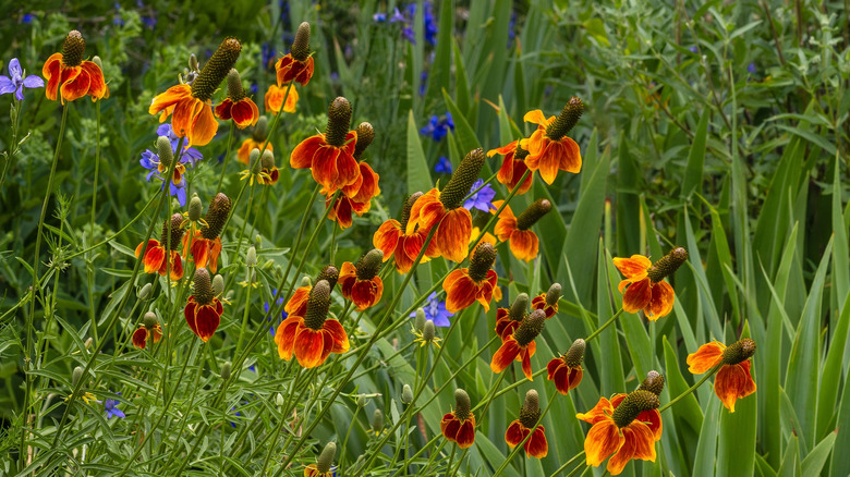 Prairie Coneflowers or Mexican Hat plants blooming in a Xeriscape garden.