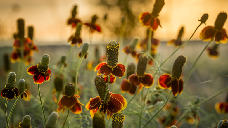 Mexican hat wildflowers bathed in early morning Texas sunshine