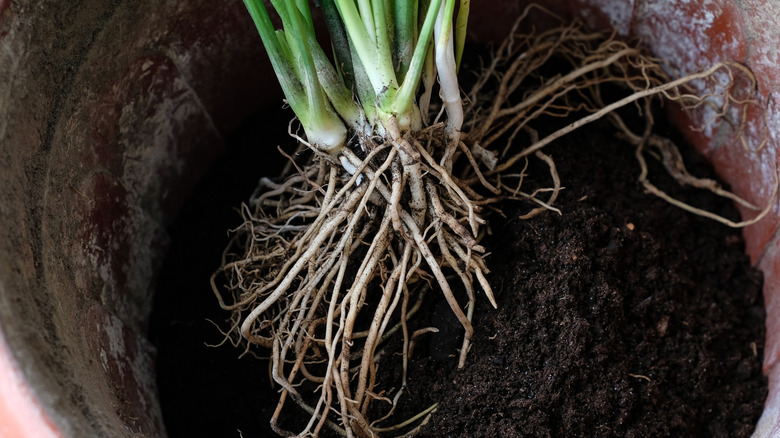 A clump of plant roots and stems ready to be divided for propagation