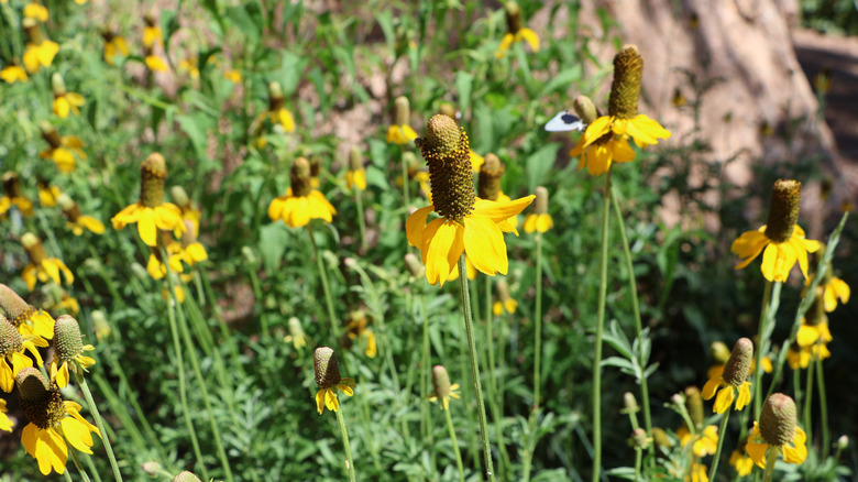 A bright, sunny day is brightened by the yellow wildflower, Ratibida Columnifera