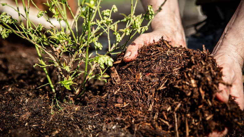 Gardener spreading mulch over a young plant