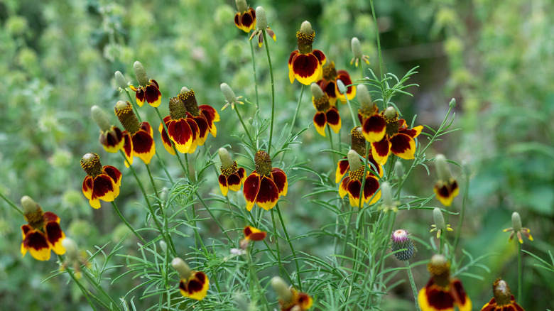 A vibrant display of Mexican Hat wildflowers