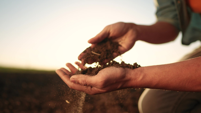 Farmer inspecting their soil in their hands