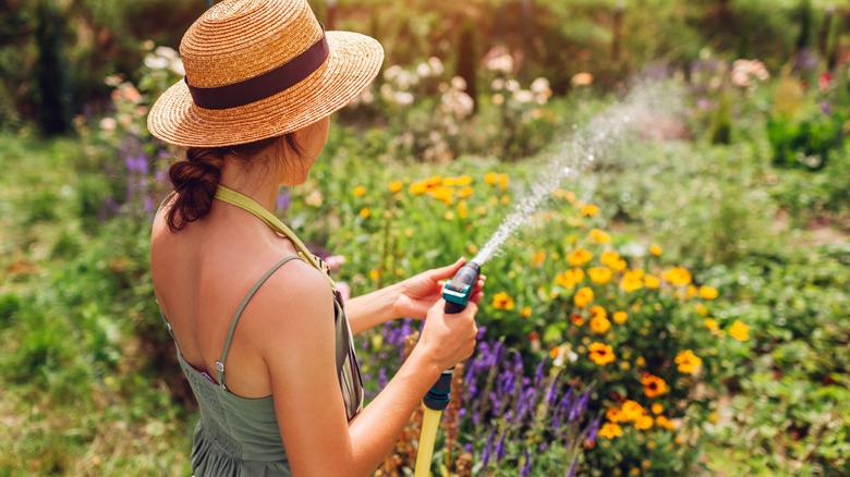 Back view of woman gardener in straw hat watering plants with hose pipe in summer garden setting water pressure.