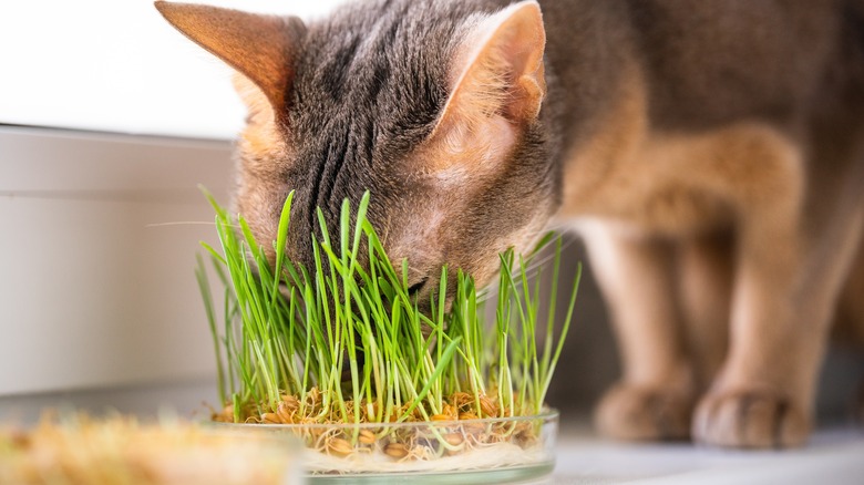 cat eating cat grass