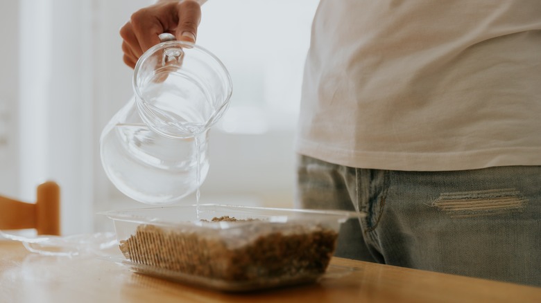 man watering wheat grass